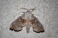 Laothoe populi