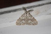 Lymantria monacha