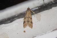 Homoeosoma sinuella