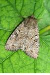 Fissipunctia ypsillon