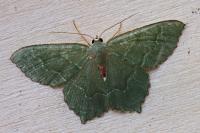 Hemithea aestivaria