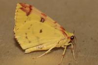 Opisthograptis luteolata