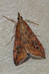 Udea ferrugalis