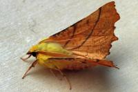 Ennomos alniaria