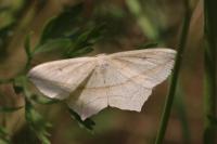 Timandra comae