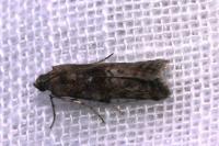 Phycita roborella