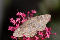 Alcis repandata