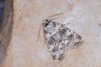 Bryophila domestica