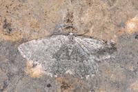Charissa pullata
