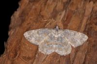 Charissa variegata