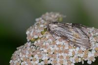 Harpyia milhauseri