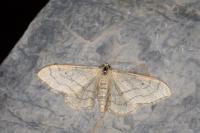 Idaea aversata