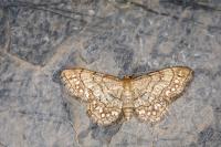 Idaea moniliata