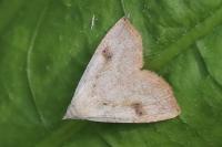 Rivula sericealis