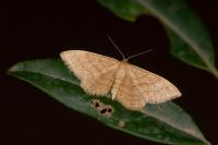 Idaea rufaria