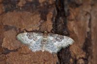 Idaea rusticata