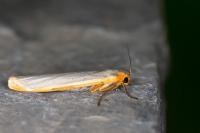 Manulea complana