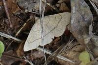 Paracolax tristalis