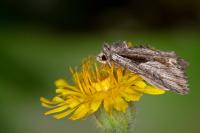 Calliergis ramosa
