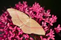 Rhodostrophia vibicaria
