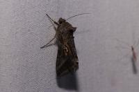 Autographa gamma