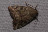 Cosmia trapezina