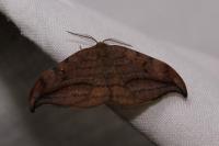 Drepana curvatula
