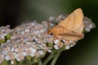 Malacosoma neustria