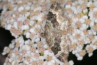Epirrhoe alternata