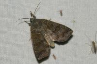 Ipimorpha subtusa