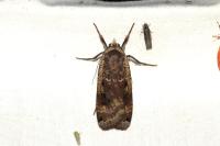 Noctua pronuba