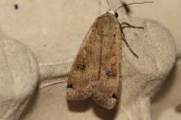 Noctua pronuba