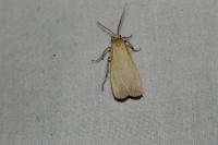Katha depressa