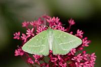 Thetidia smaragdaria