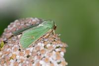 Calamia tridens