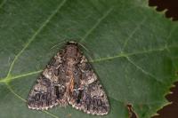 Polyphaenis sericata