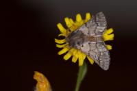 Thaumetopoea pityocampa