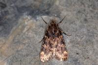 Aglossa caprealis