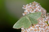 Thalera fimbrialis