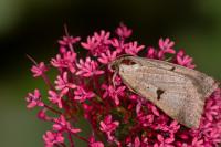 Lygephila pastinum