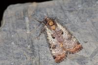 Epilecta linogrisea