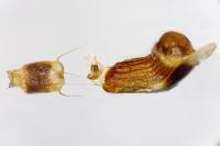 Charissa pullata