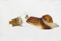 Charissa pullata