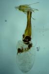 Dioryctria simplicella