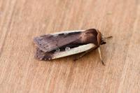 Ochropleura plecta