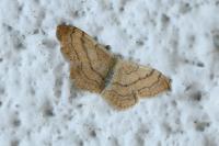 Idaea aversata