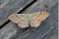 Idaea aversata