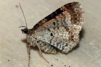 Xanthorhoe spadicearia