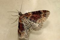 Xanthorhoe spadicearia