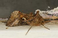 Autographa gamma